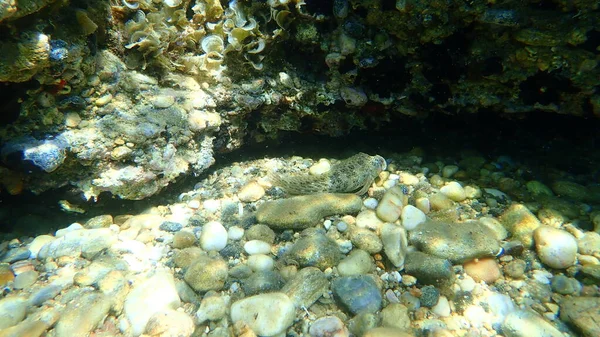 Zrezivělý Blenny Neboli Černomořský Blenny Parablennius Sanguinolentus Egejské Moře Řecko — Stock fotografie