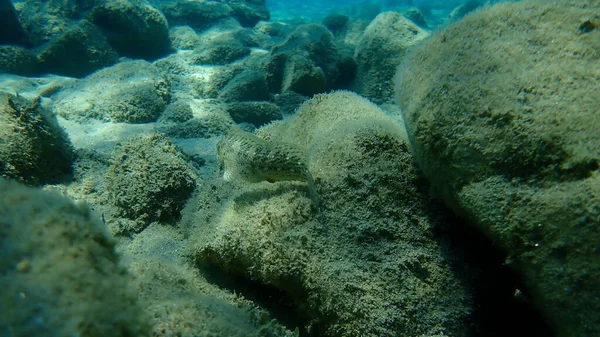 Zardzewiały Blenny Lub Czarnomorski Blenny Parablennius Sanguinolentus Morze Egejskie Grecja — Zdjęcie stockowe