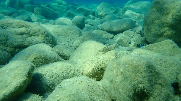 Der Rostige Blenny Oder Schwarzmeerblenny Parablennius Sanguinolentus Ägäis Griechenland Chalkidiki — Stockfoto