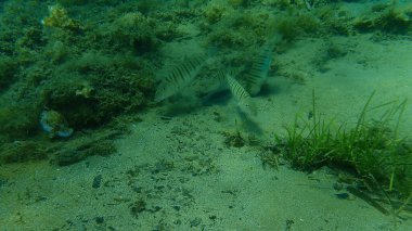 Kum steenbraları veya çizgili deniz kabuğu (Lithognathus mormyrus), Ege Denizi, Yunanistan, Cape Sounio
