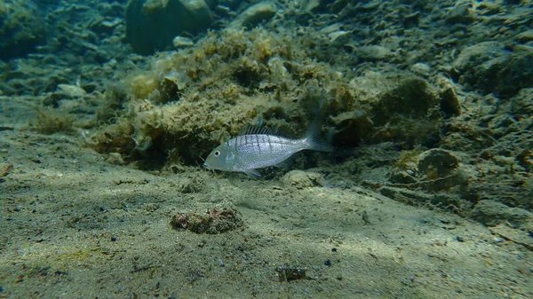 Kum Steenbraları Veya Çizgili Deniz Kabuğu Lithognathus Mormyrus Ege Denizi — Stok fotoğraf