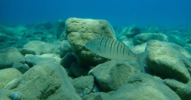 Kum steenbraları veya çizgili deniz kabuğu (Lithognathus mormyrus), Ege Denizi, Yunanistan, Halkidiki