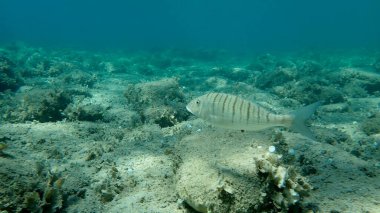 Kum steenbraları veya çizgili deniz kabuğu (Lithognathus mormyrus), Ege Denizi, Yunanistan, Halkidiki