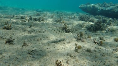 Kum steenbraları veya çizgili deniz kabuğu (Lithognathus mormyrus), Ege Denizi, Yunanistan, Halkidiki