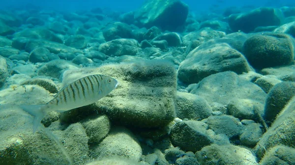 Песочные Стеенбюры Полосатый Морской Бриз Lithognathus Mormyrus Эгейское Море Греция — стоковое фото