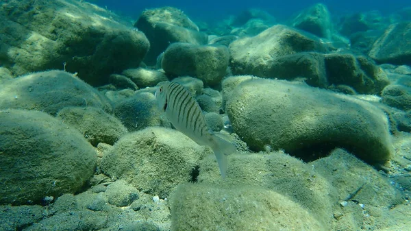 Las Steenbras Arena Besugo Rayado Lithognathus Mormyrus Mar Egeo Grecia — Foto de Stock