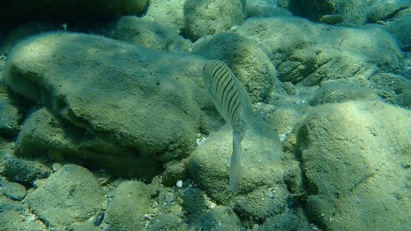 Steenbras Areia Seabream Listrado Mormyrus Lithognathus Mar Aegean Greece Halkidiki — Fotografia de Stock
