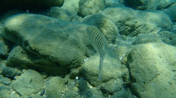 Steenbra Sabbia Remi Mare Strisce Lithognathus Mormyrus Mar Egeo Grecia — Foto Stock