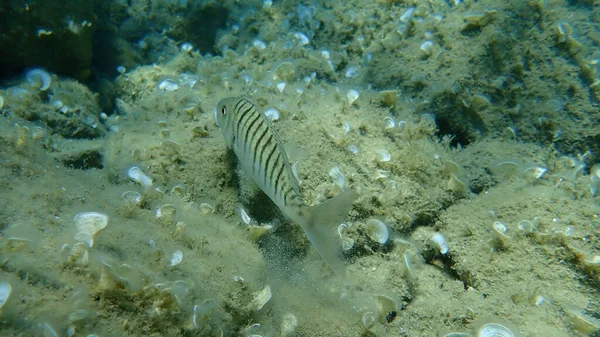 Sand Steenbras Striped Seabream Lithognathus Mormyrus Aegean Sea Greece Halkidiki — Stock Photo, Image
