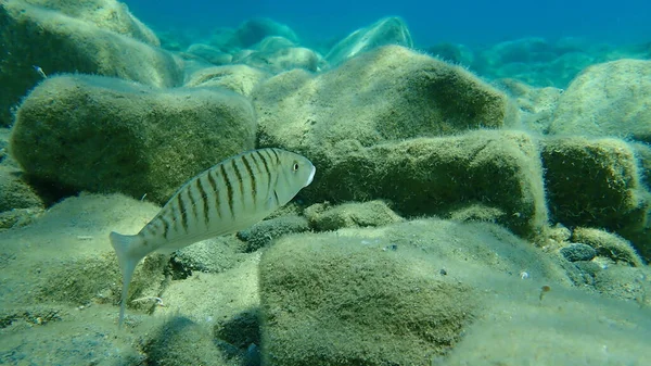 Kum Steenbraları Veya Çizgili Deniz Kabuğu Lithognathus Mormyrus Ege Denizi — Stok fotoğraf