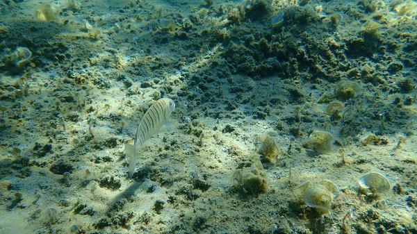 Steenbra Sabbia Remi Mare Strisce Lithognathus Mormyrus Mar Egeo Grecia — Foto Stock