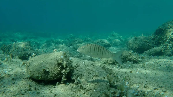 Sand Steenbras Striped Seabream Lithognathus Mormyrus Aegean Sea Greece Halkidiki — Stock Photo, Image