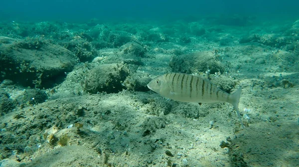 Las Steenbras Arena Besugo Rayado Lithognathus Mormyrus Mar Egeo Grecia — Foto de Stock