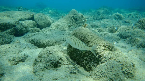 Die Sandbrasse Lithognathus Mormyrus Ägäis Griechenland Chalkidiki — Stockfoto