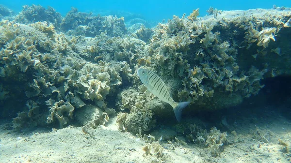 Sand Steenbras Striped Seabream Lithognathus Mormyrus Aegean Sea Greece Halkidiki — Stock Photo, Image