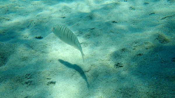 砂岩や縞模様の海鳥 リトグナトゥス モルミルス エーゲ海 ギリシャ ハルキディキ — ストック写真