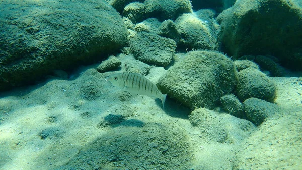 Havsruda Lithognathus Mormyrus Egeiska Havet Grekland Halkidiki — Stockfoto