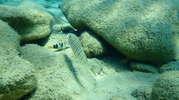 Havsruda Lithognathus Mormyrus Egeiska Havet Grekland Halkidiki — Stockfoto