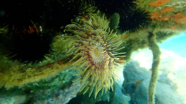 Verme Polichete Marino Fanworm Mediterraneo Verme Piuma Verme Ventaglio Europeo — Foto Stock