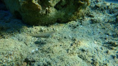İnce goby (Gobius geniporus), Ege Denizi, Yunanistan, Halkidiki