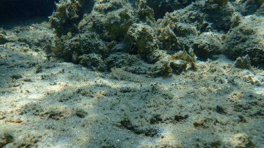 İnce goby (Gobius geniporus), Ege Denizi, Yunanistan, Halkidiki