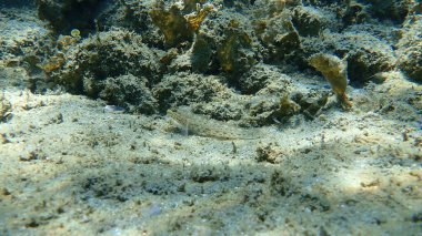 İnce goby (Gobius geniporus), Ege Denizi, Yunanistan, Halkidiki
