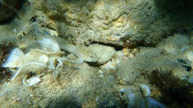 İnce goby (Gobius geniporus), Ege Denizi, Yunanistan, Halkidiki