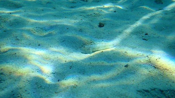 Slanke Grondel Gobius Geniporus Egeïsche Zee Griekenland Halkidiki — Stockfoto