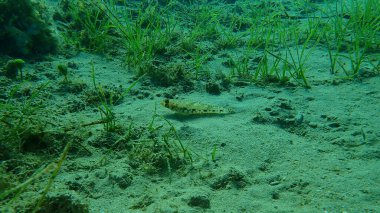 İnce goby (Gobius geniporus), Ege Denizi, Yunanistan, Cape Sounio