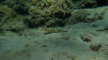 İnce goby (Gobius geniporus), Ege Denizi, Yunanistan, Cape Sounio