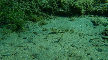 İnce goby (Gobius geniporus), Ege Denizi, Yunanistan, Cape Sounio