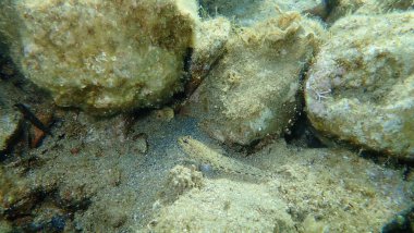İnce goby (Gobius geniporus), Ege Denizi, Yunanistan, Cape Sounio