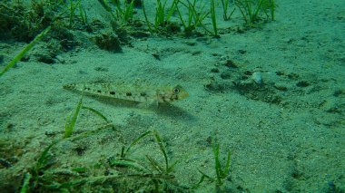 İnce goby (Gobius geniporus), Ege Denizi, Yunanistan, Cape Sounio