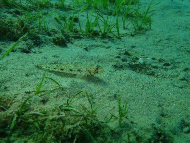İnce goby (Gobius geniporus), Ege Denizi, Yunanistan, Cape Sounio