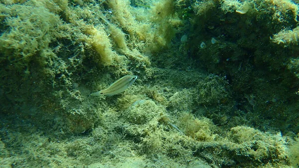 Pavone Dell Atlantico Orientale Wrasse Symphodus Tinca Mar Egeo Grecia — Foto Stock