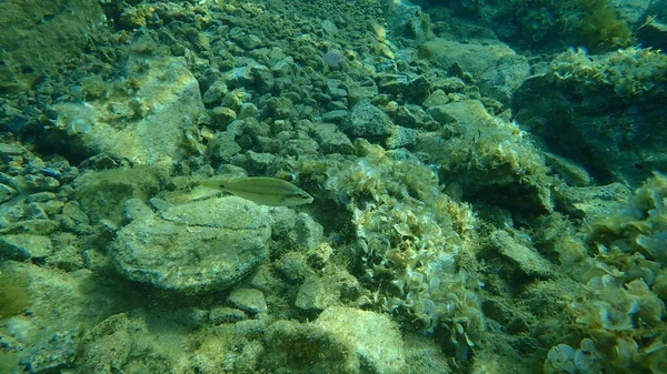 東大西洋クジャクラス シンフォディオス ティンカ エーゲ海 ギリシャ ソニオ岬 — ストック写真