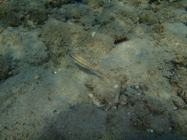 Doğu Atlantik tavus kuşu wrasse (Symphodus tinca), Ege Denizi, Yunanistan, Halkidiki