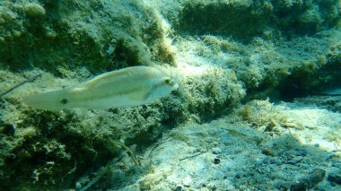 Doğu Atlantik tavus kuşu wrasse (Symphodus tinca), Ege Denizi, Yunanistan, Halkidiki