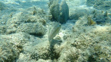 Doğu Atlantik tavus kuşu wrasse (Symphodus tinca), Ege Denizi, Yunanistan, Halkidiki