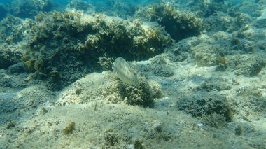 Doğu Atlantik tavus kuşu wrasse (Symphodus tinca), Ege Denizi, Yunanistan, Halkidiki
