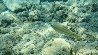 Doğu Atlantik tavus kuşu wrasse (Symphodus tinca), Ege Denizi, Yunanistan, Halkidiki