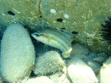 Doğu Atlantik tavus kuşu wrasse (Symphodus tinca), Ege Denizi, Yunanistan, Halkidiki
