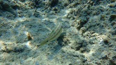 Doğu Atlantik tavus kuşu wrasse (Symphodus tinca), Ege Denizi, Yunanistan, Halkidiki