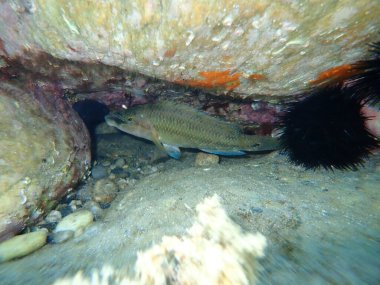 Doğu Atlantik tavus kuşu wrasse (Symphodus tinca), Ege Denizi, Yunanistan, Halkidiki