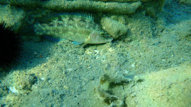 Doğu Atlantik tavus kuşu wrasse (Symphodus tinca), Ege Denizi, Yunanistan, Halkidiki