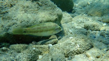 Doğu Atlantik tavus kuşu wrasse (Symphodus tinca), Ege Denizi, Yunanistan, Halkidiki