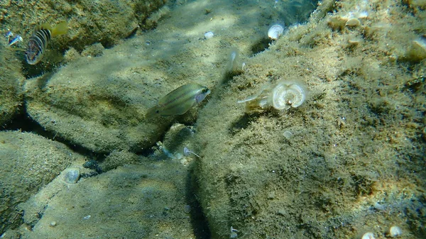 East Atlantic Peacock Wrasse Symphodus Tinca Mar Egeo Grecia Halkidiki — Foto de Stock