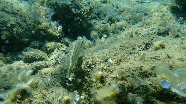 Pavone Dell Atlantico Orientale Wrasse Symphodus Tinca Mar Egeo Grecia — Foto Stock