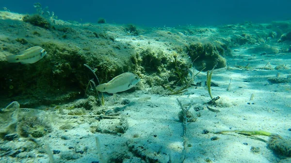 Der Ostatlantische Pfauenlippfisch Symphodus Tinca Ägäis Griechenland Chalkidiki — Stockfoto