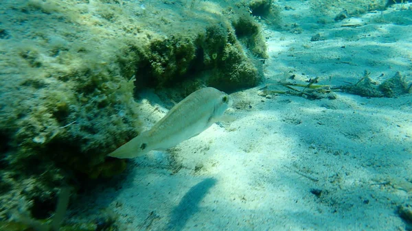 East Atlantic Peacock Wrasse Symphodus Tinca Mar Egeu Grécia Halkidiki — Fotografia de Stock